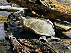 Kinosternon sonoriense