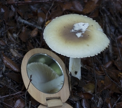 Amanita diemii