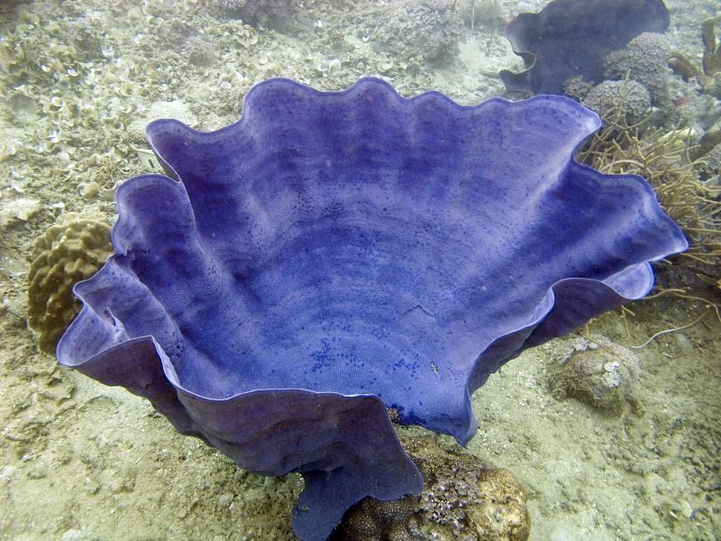 Ianthella