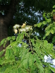 Albizia lebbeck