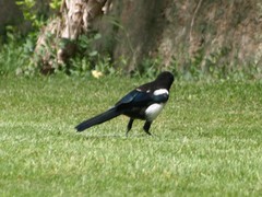 Pica pica