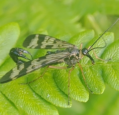 Panorpa orientalis