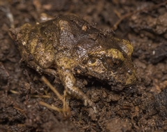 Eupsophus vertebralis