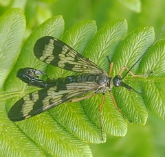 Panorpa orientalis
