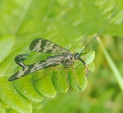 Panorpa orientalis