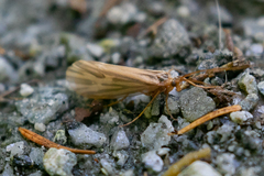 Clistoronia flavicollis