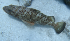 Epinephelus guttatus