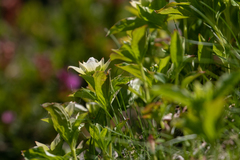 Cornus unalaschkensis