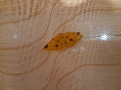 Periclina