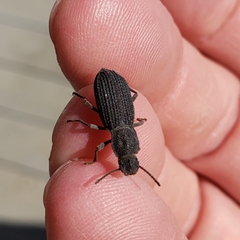Nyctoporis cristata