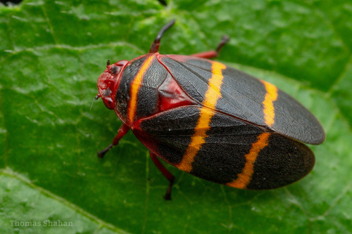 Two-lined Spittlebug