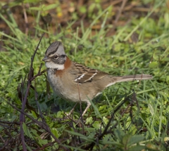 Zonotrichia capensis chilensis