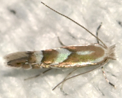 Phyllonorycter propinquinella