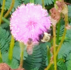 Bombus impatiens image