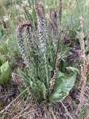 Veronica plantaginea