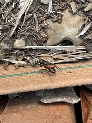 Camponotus americanus