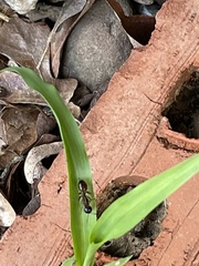 Camponotus americanus