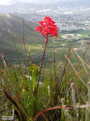 Disa ferruginea