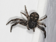 Bassaniana utahensis