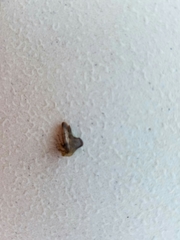 Telamona monticola