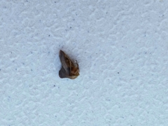 Telamona monticola