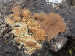 Ionaspis lacustris