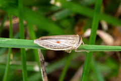 Athysanus argentarius