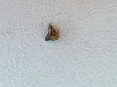 Telamona monticola