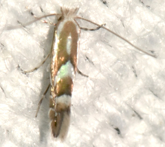 Phyllonorycter propinquinella