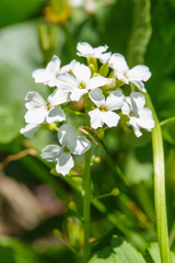 Cardamine cordifolia