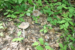 Amanita ceciliae
