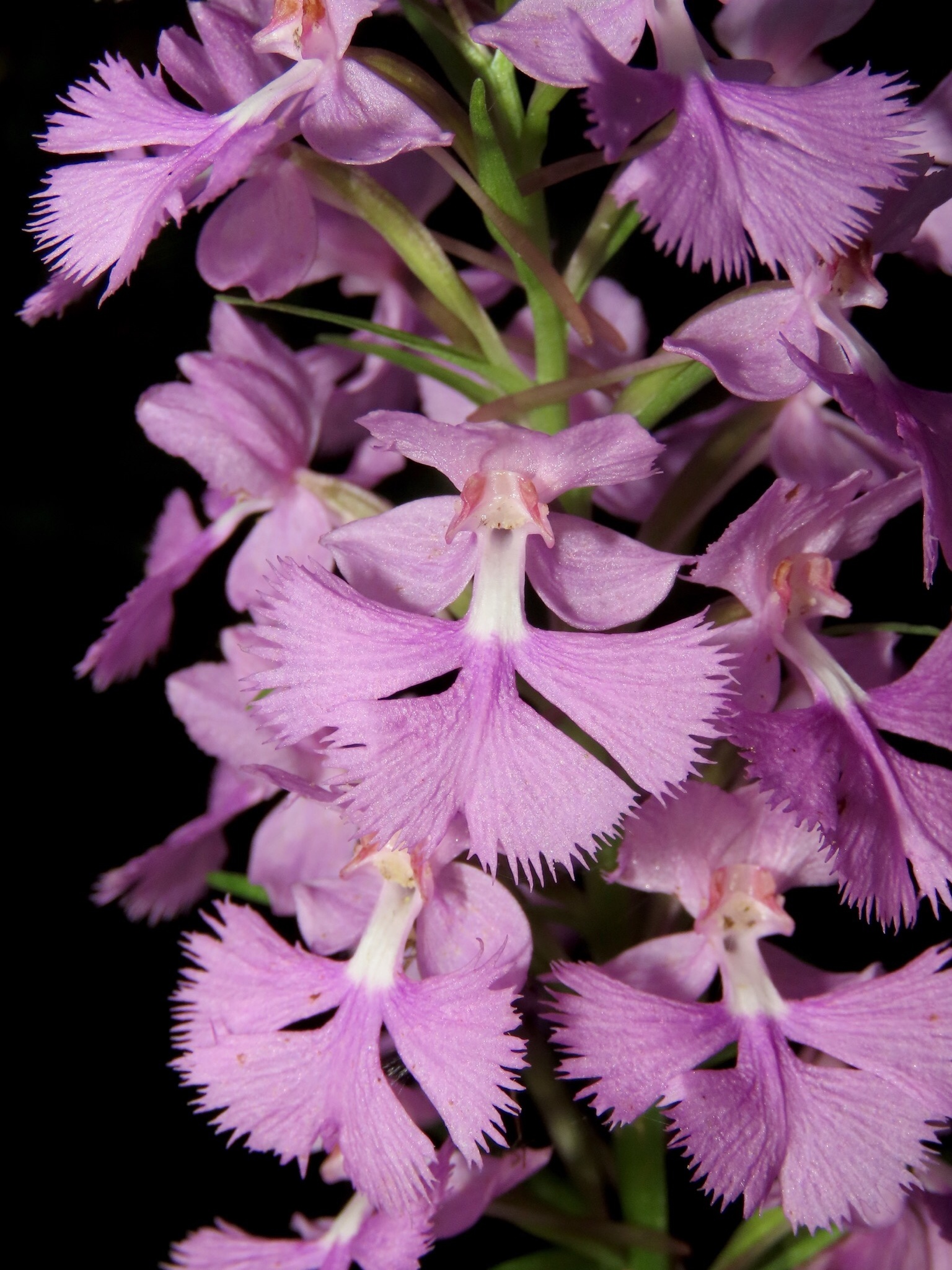 Platanthera grandiflora
