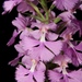 Greater Purple Fringed Orchid - Photo (c) Josh Emm, some rights reserved (CC BY-NC), uploaded by Josh Emm