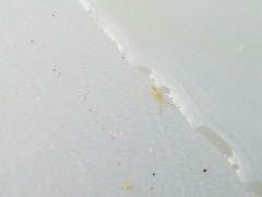 Entomobryoidea