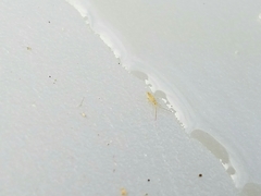 Entomobryoidea