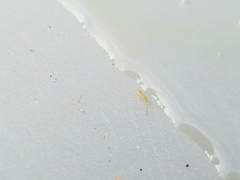 Entomobryoidea