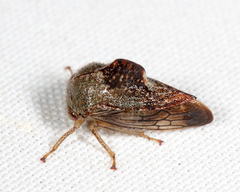 Telamona decorata