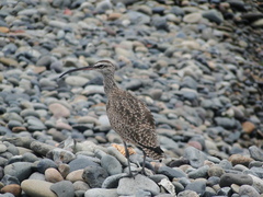 Numenius phaeopus
