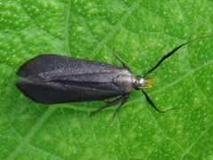 Dichomeris nonstrigella