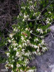 Erica sociorum