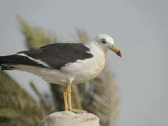 Larus belcheri