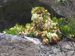 Erica sociorum