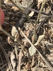 Eriogonum gracile gracile