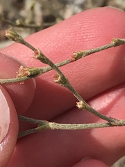 Eriogonum gracile gracile