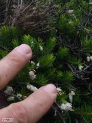 Erica sociorum