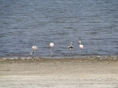 Phoenicopterus chilensis
