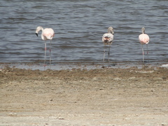 Phoenicopterus chilensis