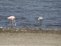 Phoenicopterus chilensis