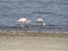 Phoenicopterus chilensis