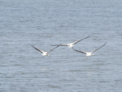 Phoenicopterus chilensis